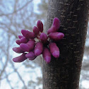 Eastern Redbud