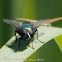 Greenbottle