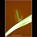 Long-legged Fly