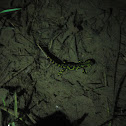 Triturus marmoratus/ Limpafontes verde