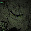 Triturus marmoratus/ Limpafontes verde
