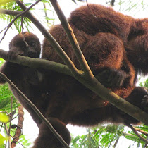 Brazilian Mammals - Mamíferos Brasileiros