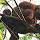 Brazilian Mammals - Mamíferos Brasileiros