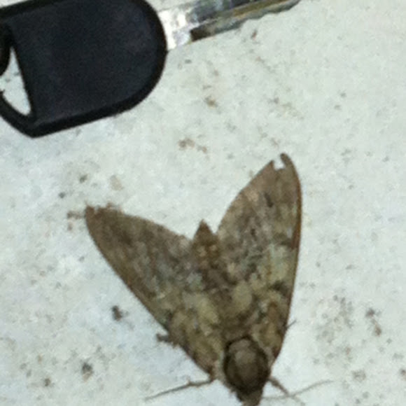 Spotting Image 1