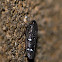 Leaf Hopper