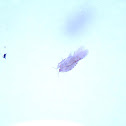 copepod with eggs