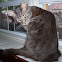 Domestic cat