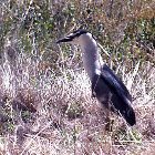 Black-crowned Night-Heron