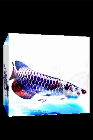 3D lucky fish