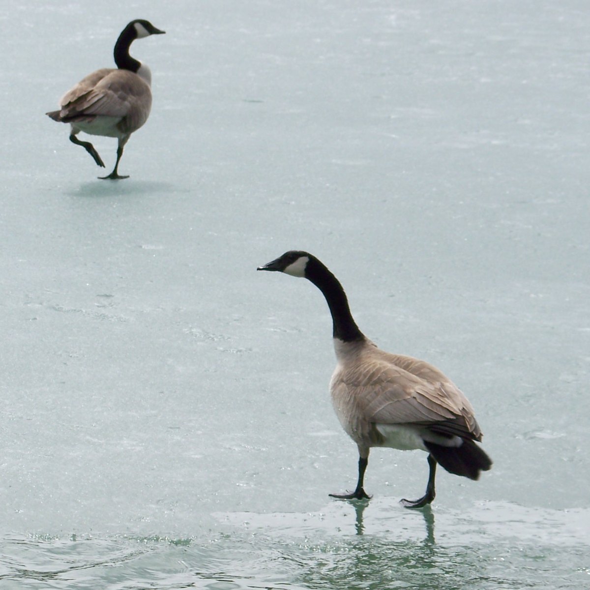 Canadian Goose
