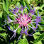 montain cornflower
