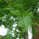 Dawn redwood