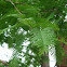Dawn redwood