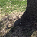 Eastern gray squirrel