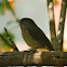 Abyssinian Slaty Flycatcher