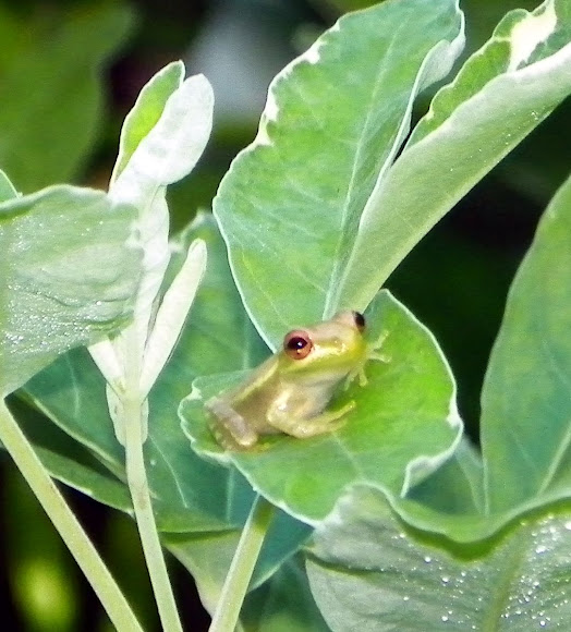 Spotting Image 1