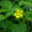 Indian Strawberry