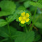 Indian Strawberry