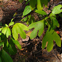 Sassafras