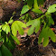 Sassafras