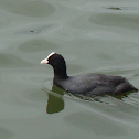 Eurasian Coot