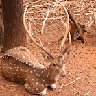 Chital
