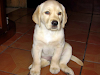 Cachorros De Labradores Puros