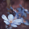 Anemone hepatica