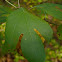 Sassafras