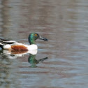 Northern Shoveler