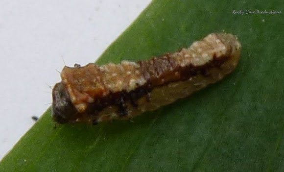 Spotting Image 1
