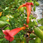 Trumpet Creeper