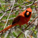 Northern Cardinal (Male)