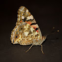 Painted Lady