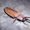 Click Beetle