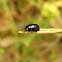 Cryptocephalus labiatus