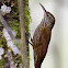 Montane Woodcreeper