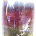 Microbial community