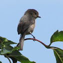 Bushtit