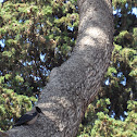 Hooded Crow