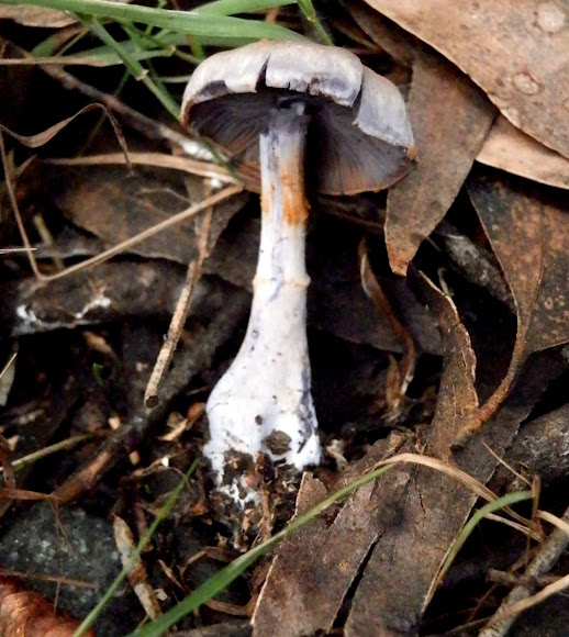 Spotting Image 1