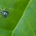 Jumping Spider