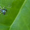 Jumping Spider