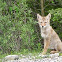 Coyote pup