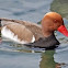 Red-crested Pochard