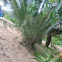 Cycads of Mpanga