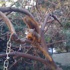 Fox squirrel