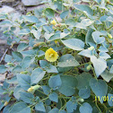 Yellow Nightshade Groundcherry