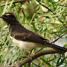 Willie Wagtail