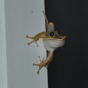 Common Tree Frog